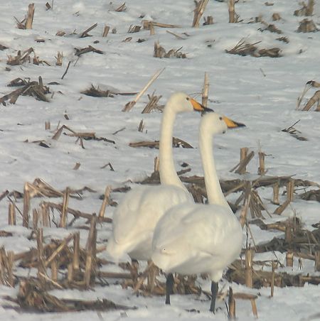 Cygne chanteur  - Thomas & Christa Pumberger