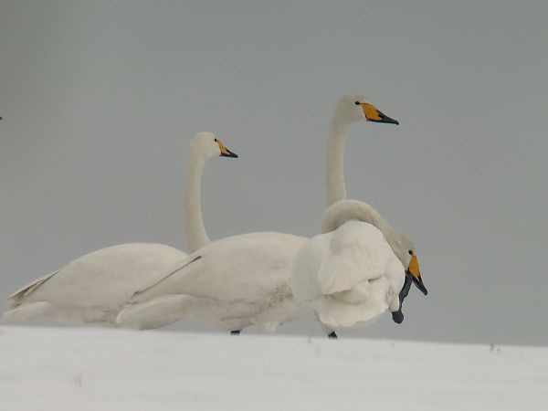 Cygne chanteur  - Thomas & Christa Pumberger