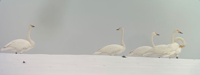 Cygne chanteur  - Thomas & Christa Pumberger