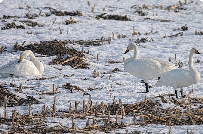 Cygne chanteur  - Thomas & Christa Pumberger
