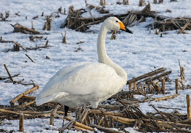 Cygne chanteur  - Thomas & Christa Pumberger