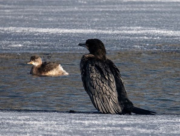 Cormoran pygmée  - Thomas & Christa Pumberger
