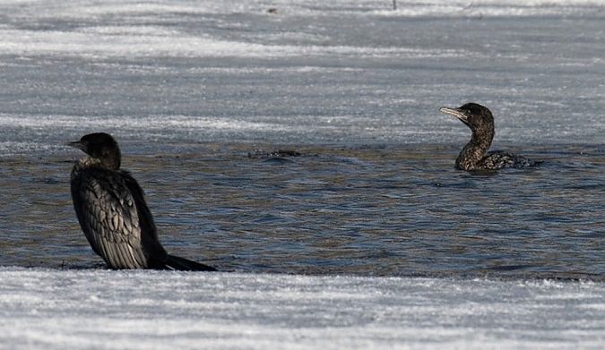 Cormoran pygmée  - Thomas & Christa Pumberger