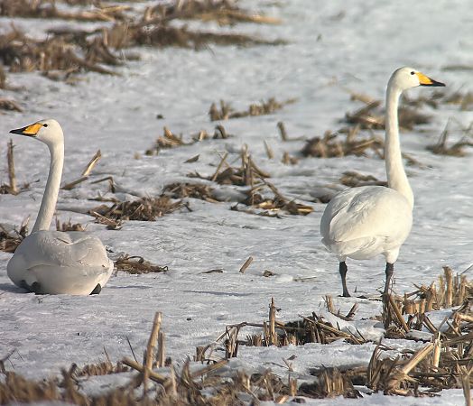 Cygne chanteur  - Thomas & Christa Pumberger
