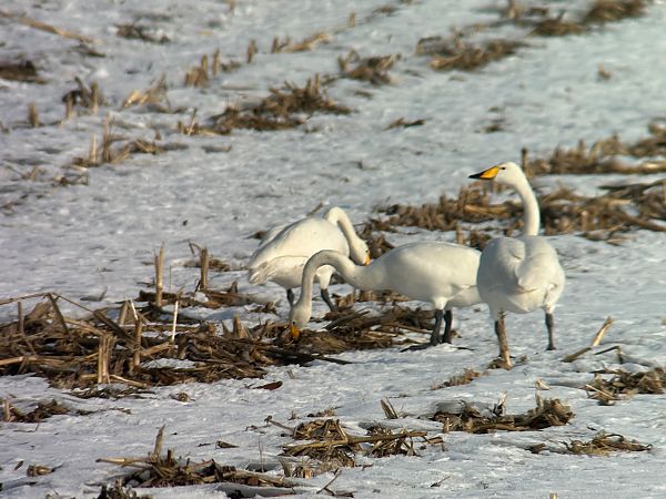 Cygne chanteur  - Thomas & Christa Pumberger