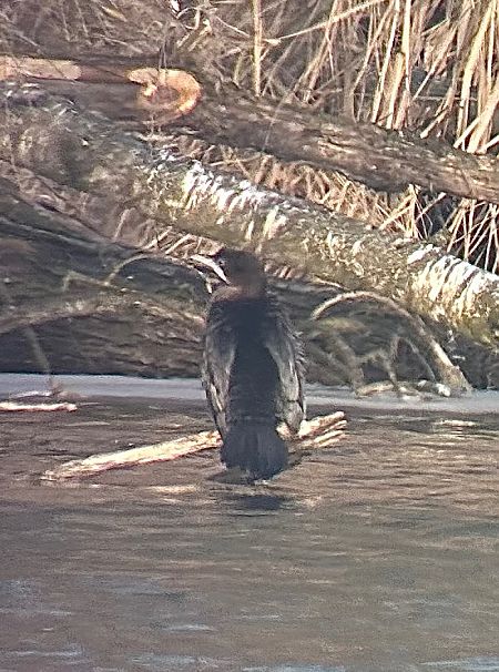 Cormoran pygmée  - Thomas & Christa Pumberger