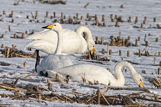 Cygne chanteur  - Thomas & Christa Pumberger