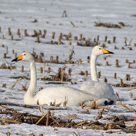 Cygne chanteur  - Thomas & Christa Pumberger