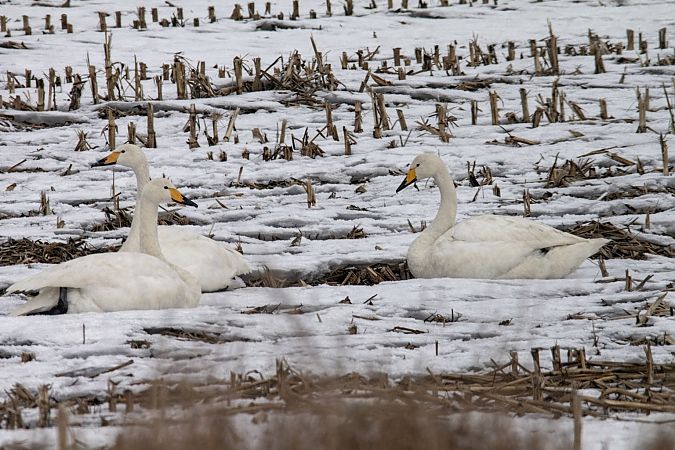 Cygne chanteur  - Thomas & Christa Pumberger