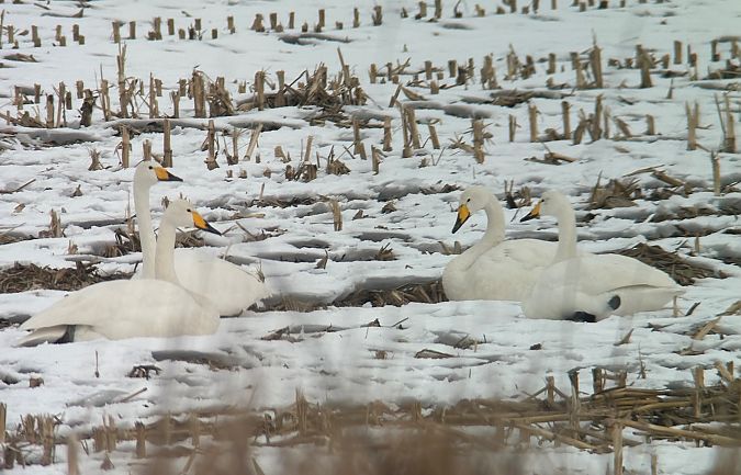 Cygne chanteur  - Thomas & Christa Pumberger