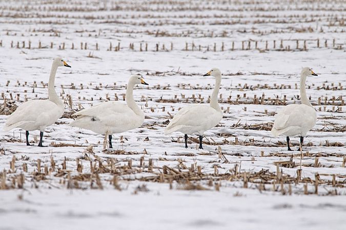 Cygne chanteur  - Thomas & Christa Pumberger
