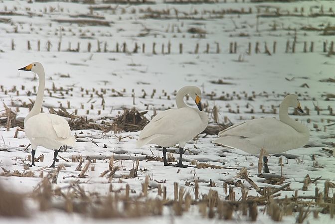 Cygne chanteur  - Thomas & Christa Pumberger