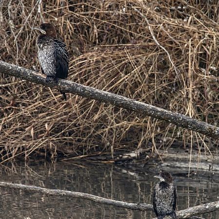 Cormoran pygmée  - Thomas & Christa Pumberger