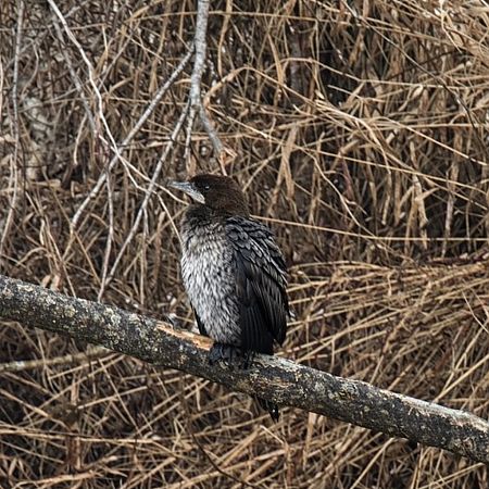 Cormoran pygmée  - Thomas & Christa Pumberger