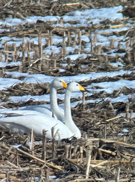 Cygne chanteur  - Thomas & Christa Pumberger