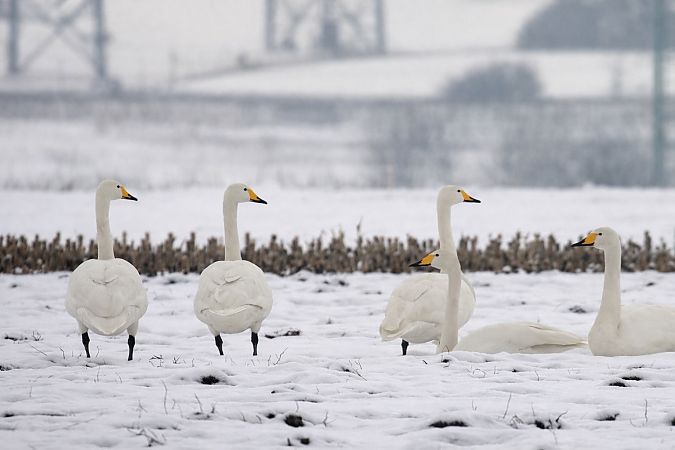 Cygne chanteur  - Thomas & Christa Pumberger