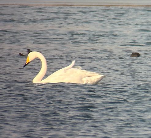 Cygne chanteur  - Thomas & Christa Pumberger