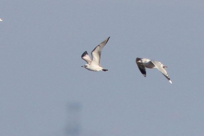 Mouette mélanocéphale  - Bernhard Zens