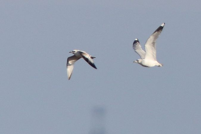 Mouette mélanocéphale  - Bernhard Zens