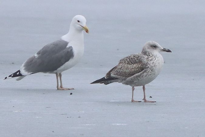 Goéland hybride indéterminé  - Bernhard Zens