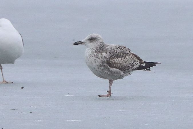 Goéland hybride indéterminé  - Bernhard Zens