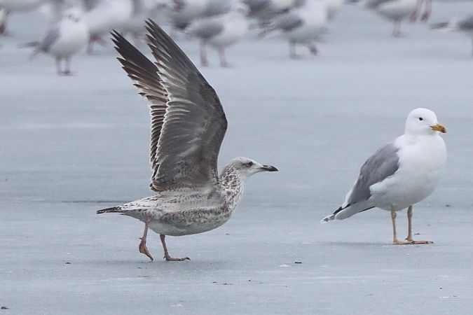 Goéland hybride indéterminé  - Bernhard Zens