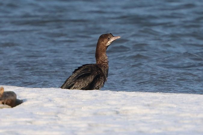 Cormoran pygmée  - Bernhard Zens