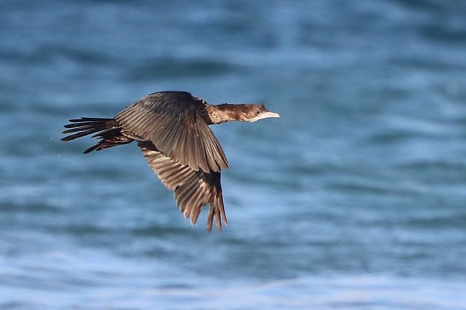 Cormoran pygmée  - Bernhard Zens