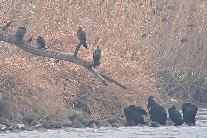 Cormoran pygmée  - Bernhard Zens