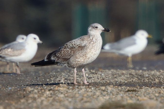 Goéland argenté  - Bernhard Zens