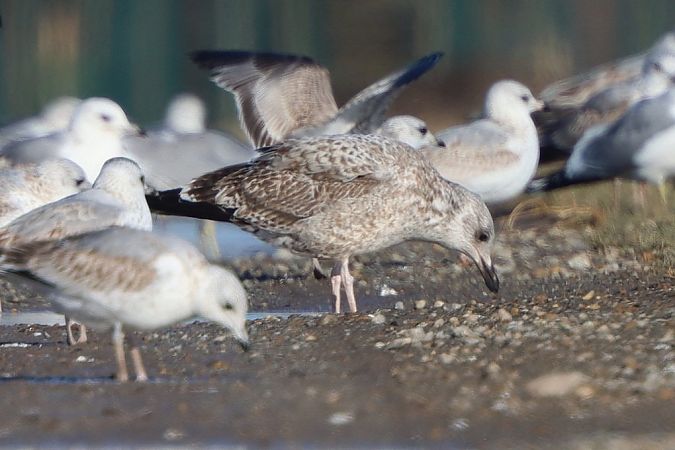 Goéland argenté  - Bernhard Zens