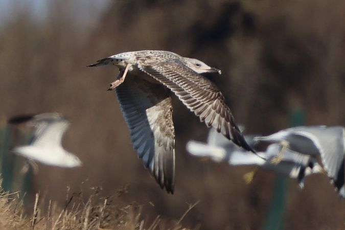 Goéland argenté  - Bernhard Zens
