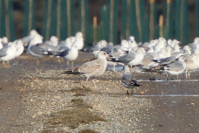 Goéland argenté  - Bernhard Zens