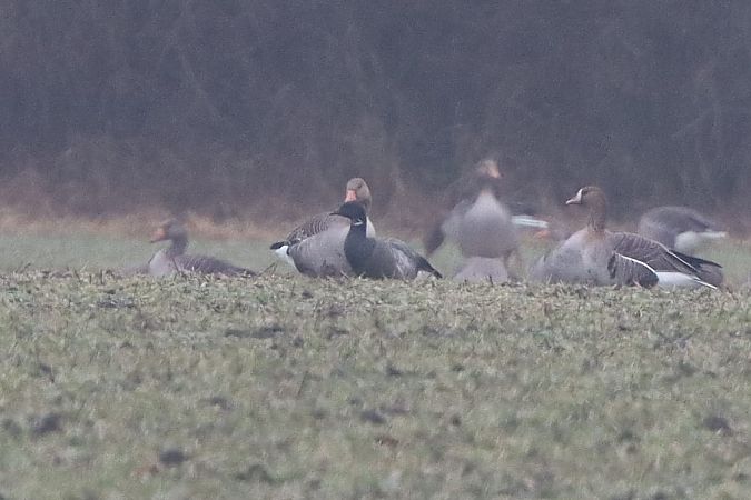 Bernache cravant à ventre sombre  - Bernhard Zens