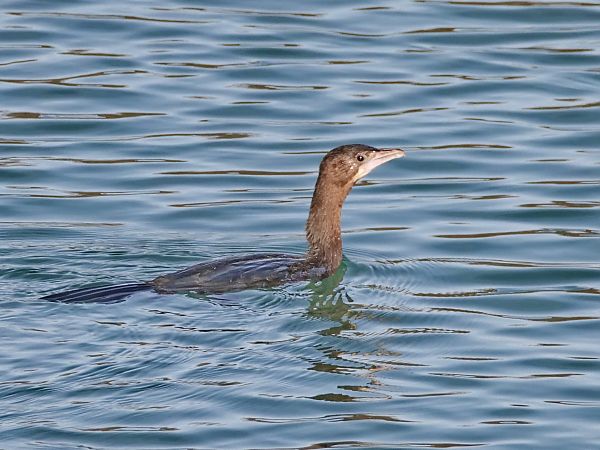 Cormoran pygmée  - Roger Jagersberger