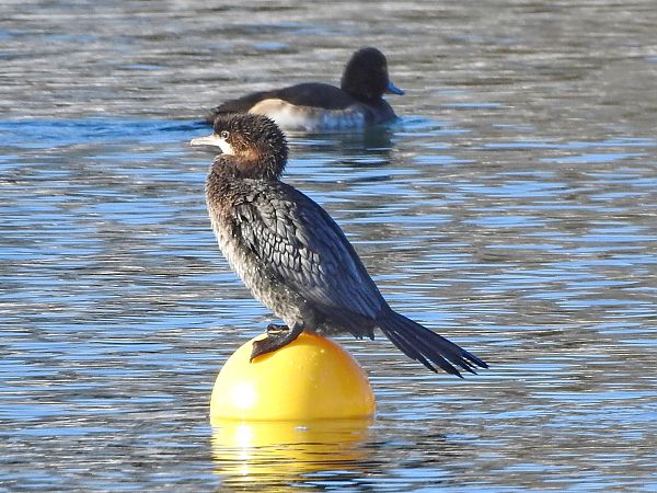 Cormoran pygmée  - Roger Jagersberger