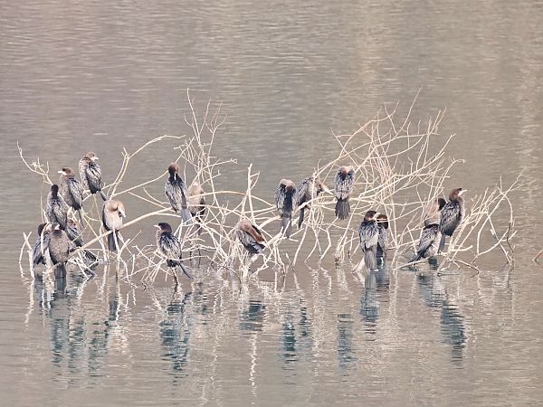 Cormoran pygmée  - Roger Jagersberger
