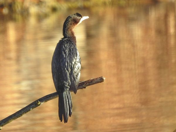 Cormoran pygmée  - Roger Jagersberger