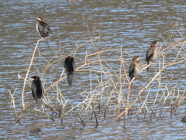 Cormoran pygmée  - Roger Jagersberger