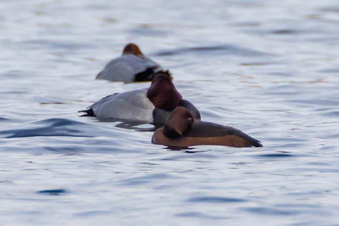 Fuligule nyroca  - Johann Prost