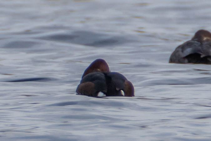 Fuligule nyroca  - Johann Prost
