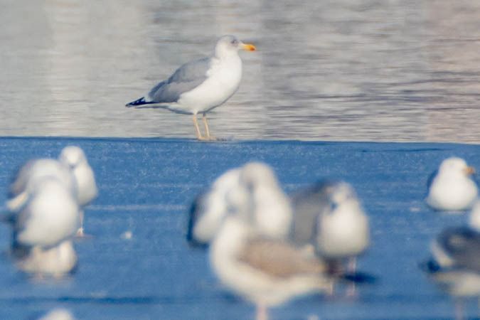 Goéland argenté  - Johann Prost