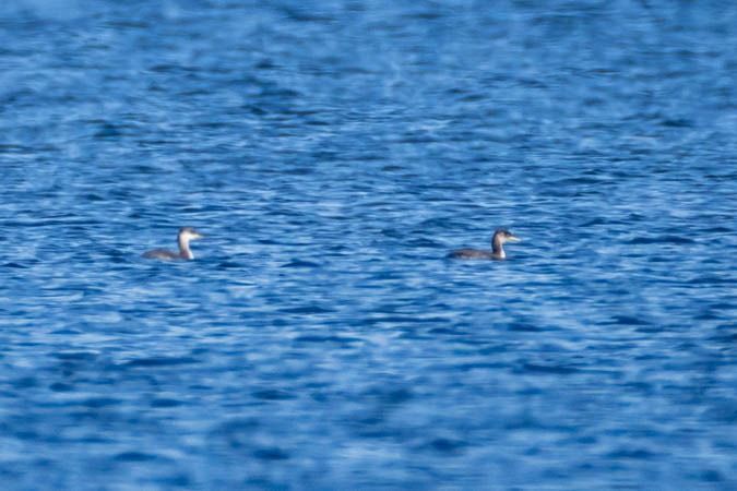 Grèbe jougris  - Johann Prost