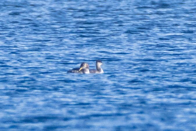 Grèbe jougris  - Johann Prost