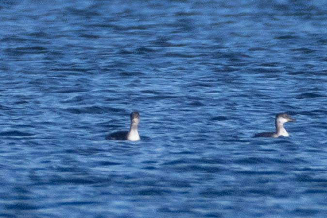 Grèbe jougris  - Johann Prost