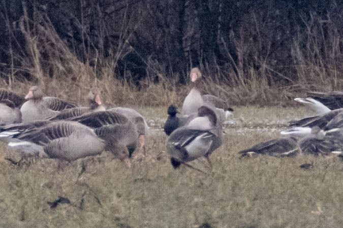 Bernache cravant à ventre sombre  - Johann Prost