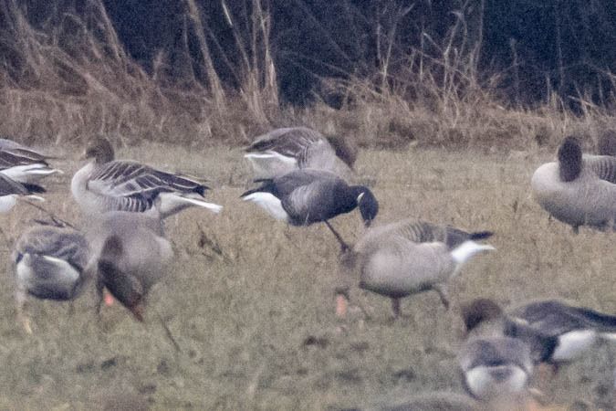 Bernache cravant à ventre sombre  - Johann Prost