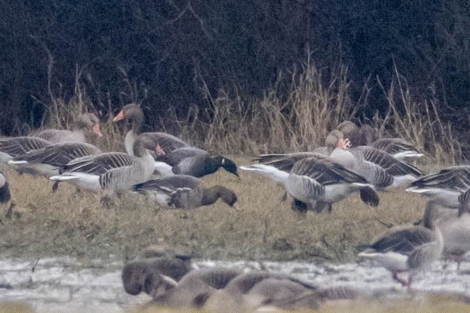 Bernache cravant à ventre sombre  - Johann Prost