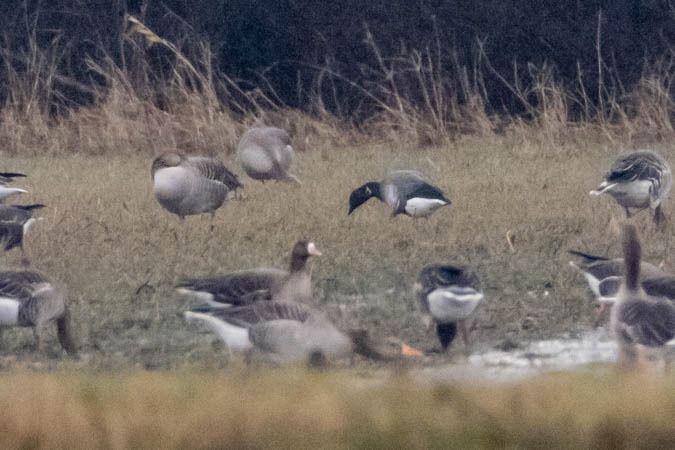 Bernache cravant à ventre sombre  - Johann Prost