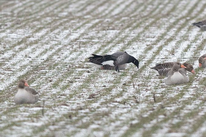 Bernache cravant à ventre sombre  - Christoph Winter